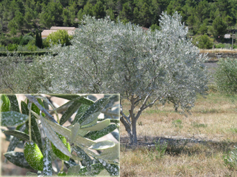 Lucquier recouverts d'argile blanche