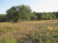 Les Balenats 29 arbres