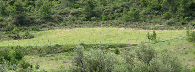 Les Montades 134 arbres