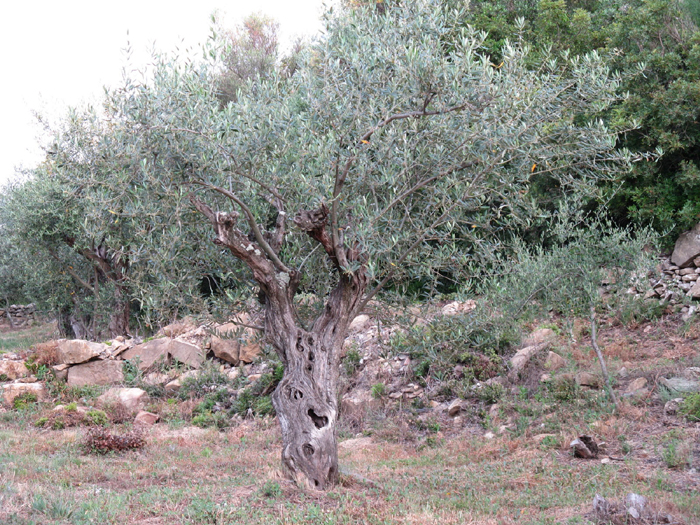 Olivier centenaire sur Le Domaine Olea