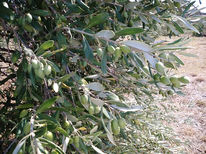 Olivire verger des Balnats