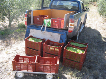 Récolte des Lucques avec la mise en cagettes et le cariOlea  pour les transporter.