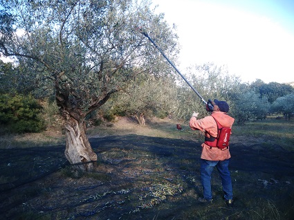 premires colte Aoc huile d'olive du languedoc