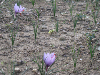 Les premières fleurs de safran