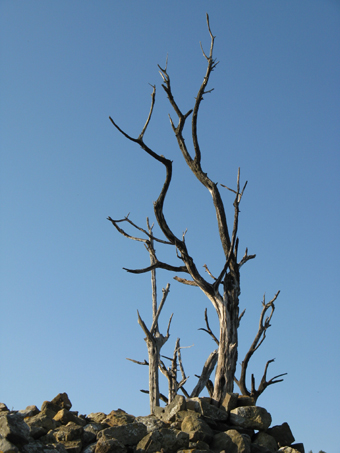 Installation d'oliviers ( Sculpture)