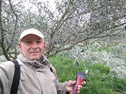 Taille des oliviers  Prat long Domaine Olea