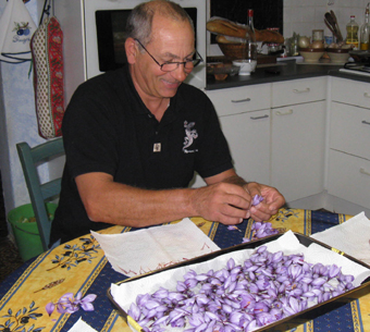 Extraction des pistils après la récolte des fleurs