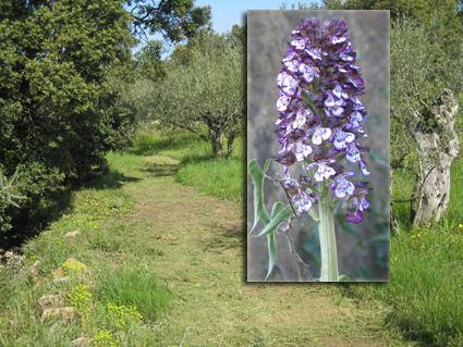 le circuit de visite et une orchidée.